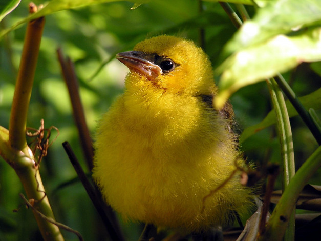 Обои картинки фото животные, птицы