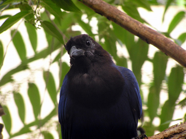 Обои картинки фото животные, птицы