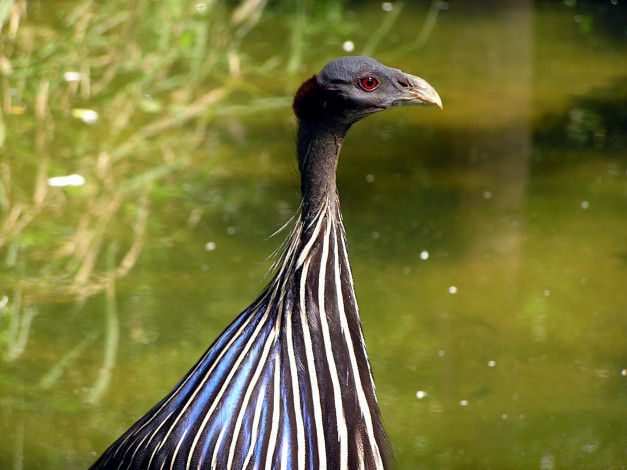 Обои картинки фото животные, птицы