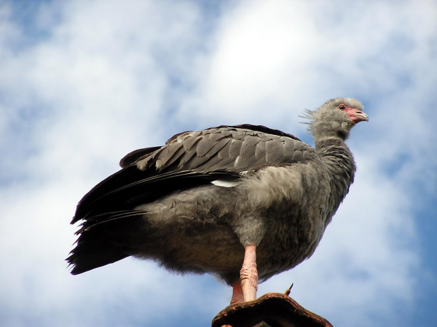 Обои картинки фото животные, птицы, хищники