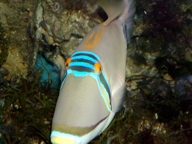 Обои картинки фото животные, рыбы