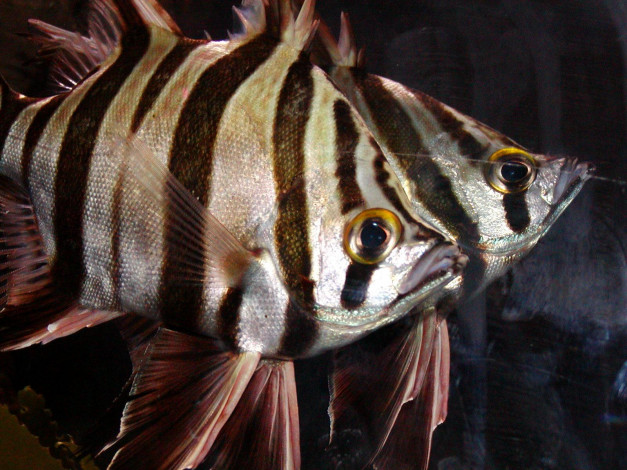 Обои картинки фото животные, рыбы