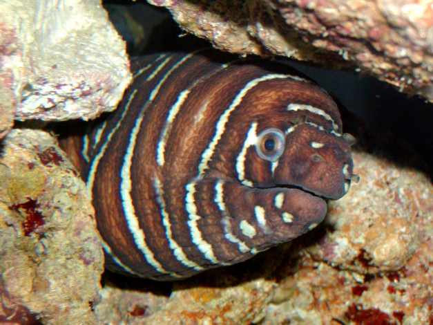 Обои картинки фото животные, рыбы