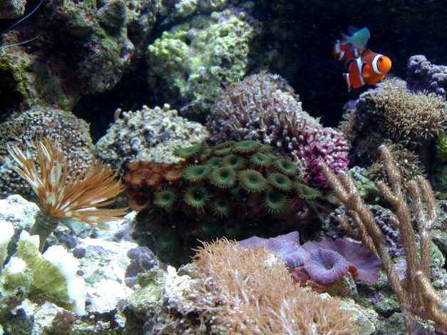 Обои картинки фото животные, рыбы