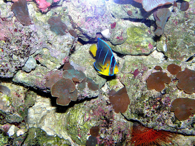 Обои картинки фото животные, рыбы