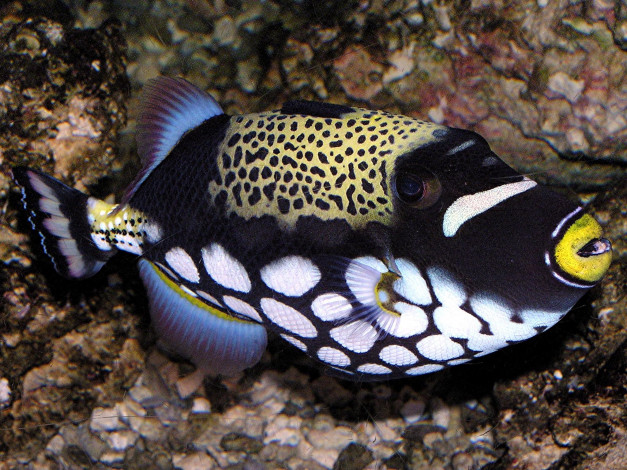 Обои картинки фото животные, рыбы