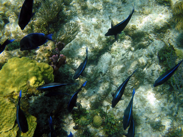 Обои картинки фото животные, рыбы