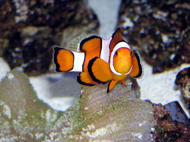 Обои картинки фото животные, рыбы