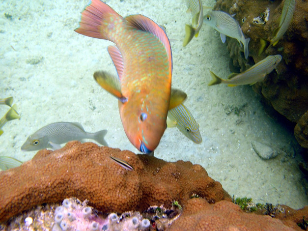Обои картинки фото животные, рыбы