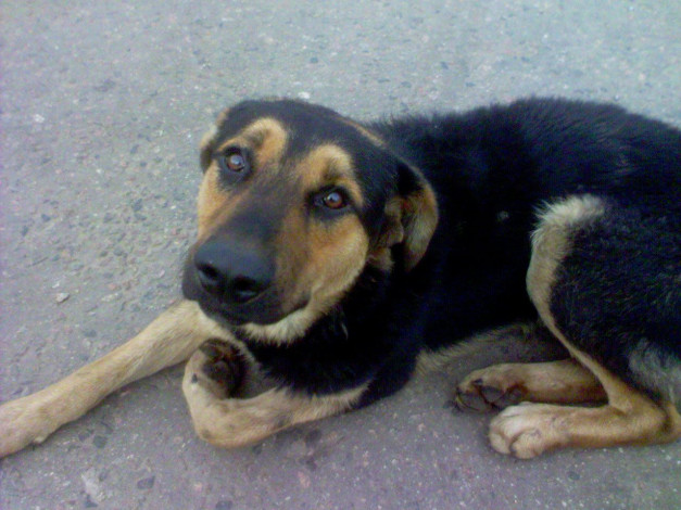 Обои картинки фото животные, собаки