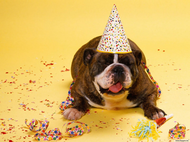 Обои картинки фото животные, собаки