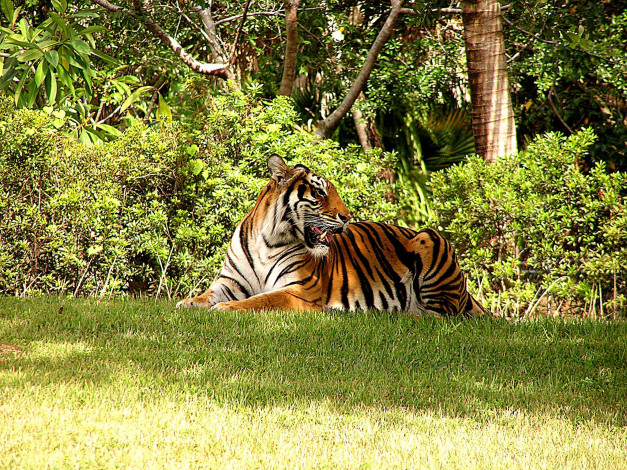 Обои картинки фото животные, тигры