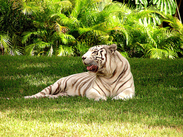 Обои картинки фото животные, тигры