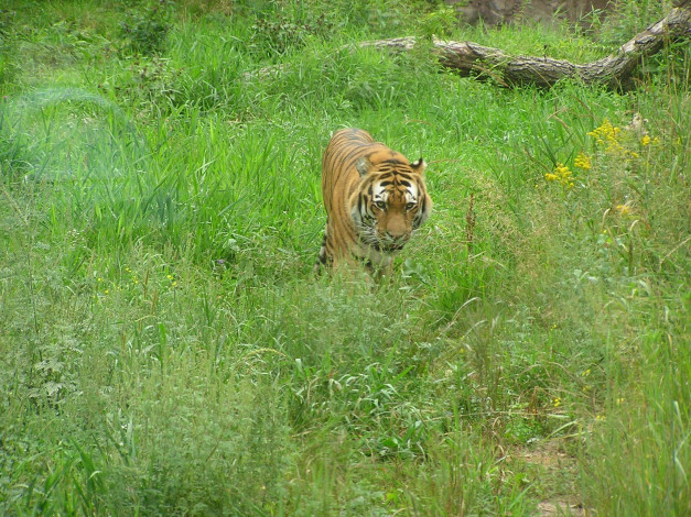 Обои картинки фото животные, тигры