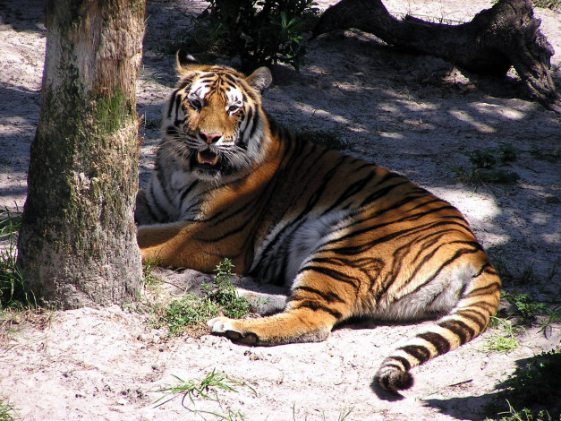 Обои картинки фото животные, тигры