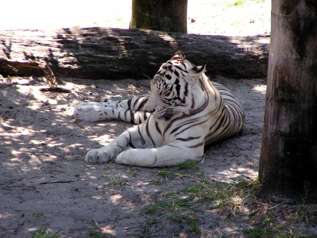 Обои картинки фото животные, тигры