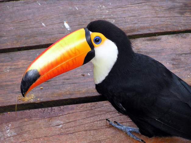 Обои картинки фото животные, туканы