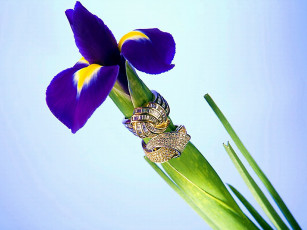 обоя ирис, королевский, цветы, ирисы