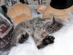 Картинка лапы вверх животные коты