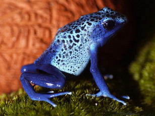 Картинка животные лягушки