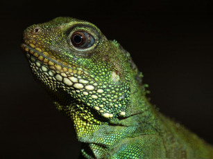 Картинка животные Ящерицы игуаны вараны