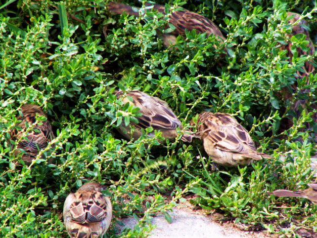 Обои картинки фото городские, воробьи, животные