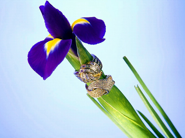 Обои картинки фото ирис, королевский, цветы, ирисы