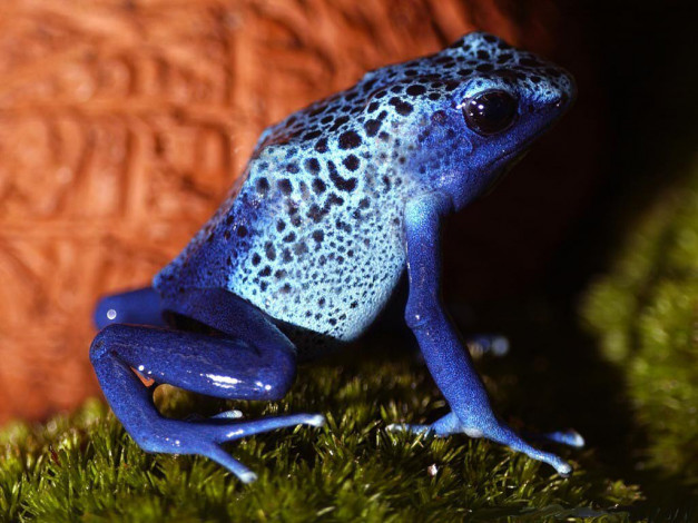 Обои картинки фото животные, лягушки