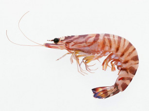 Картинка еда рыба морепродукты суши роллы