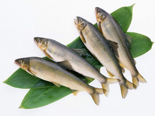 Картинка еда рыба морепродукты суши роллы