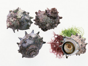 Картинка еда рыба морепродукты суши роллы