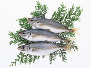 Картинка еда рыба морепродукты суши роллы