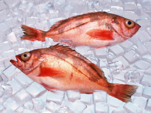 Картинка еда рыба морепродукты суши роллы