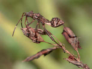 Картинка suryan клоп животные насекомые
