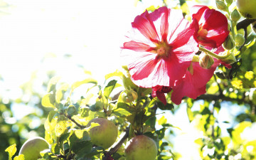 Картинка цветы