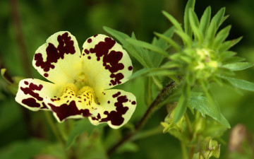 Картинка цветы