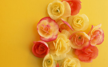 обоя цветы, бегония