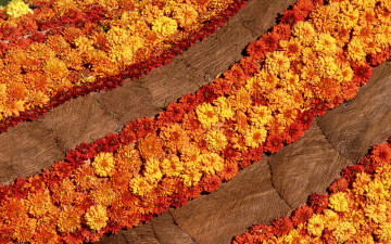 Картинка цветы хризантемы