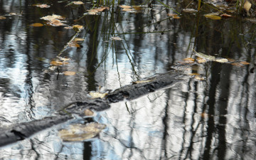 Картинка природа