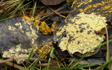 Картинка природа