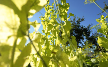 Картинка природа листья