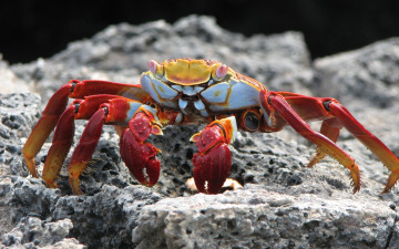 Картинка животные крабы раки