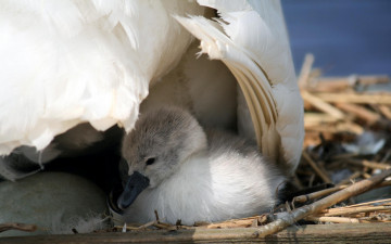 Картинка животные лебеди