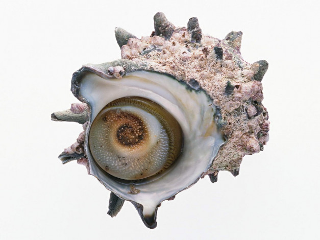 Обои картинки фото еда, рыба, морепродукты, суши, роллы