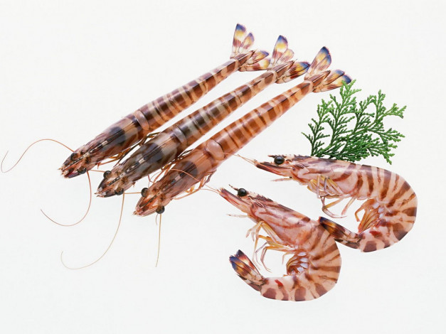 Обои картинки фото еда, рыба, морепродукты, суши, роллы