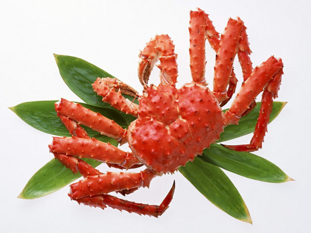 Обои картинки фото еда, рыба, морепродукты, суши, роллы