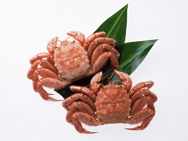 Обои картинки фото еда, рыба, морепродукты, суши, роллы