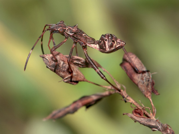 Обои картинки фото suryan, клоп, животные, насекомые