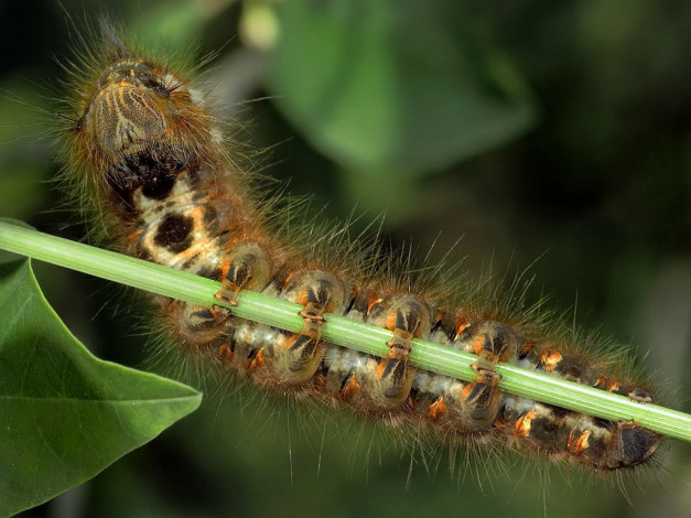 Обои картинки фото suryan, танцы, на, шесте, ееее, животные, гусеницы