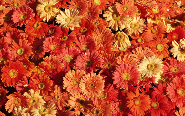 Обои картинки фото цветы, герберы